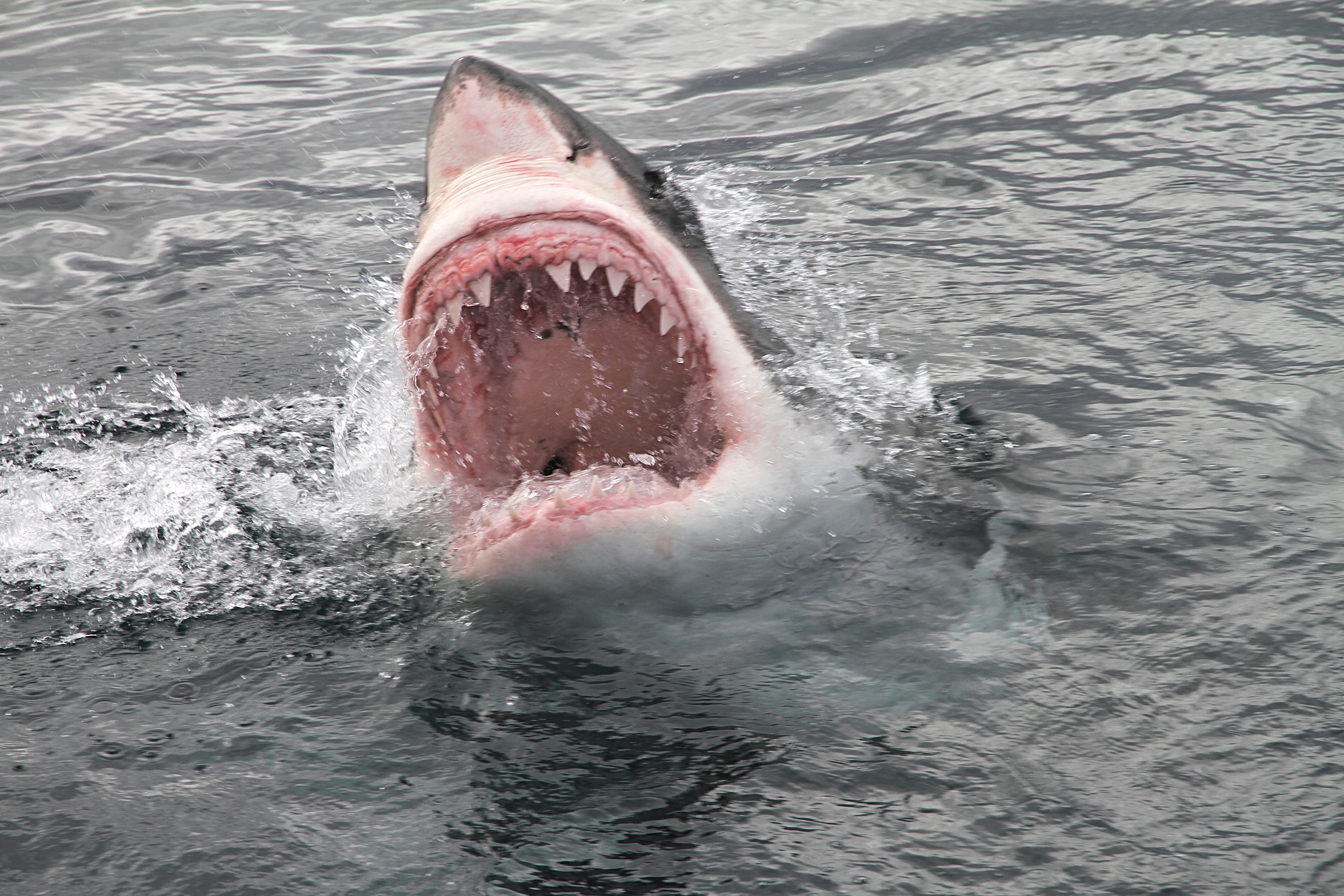 When does 'Shark Week' 2024 start? Dive into all the important details here