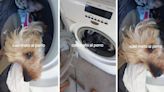 Descubrió al perro metido en el lavarropas antes de ponerlo a funcionar y le salvó la vida