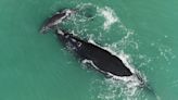 'The Last of the Right Whales': Intimate film about whales on the verge of extinction