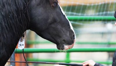 Wild horse, burro adoption event June 8-9 at MetraPark