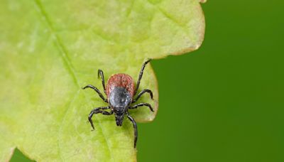 Ticks can spread more than just Lyme disease: What to know about diseases like anaplasmosis, Powassan virus & more