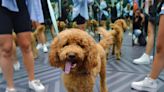 Museum of Illusions to host dog-friendly party benefiting pets in need