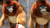 The golden snub-nosed monkey meme: a history