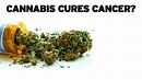 Cannabis Cures Cancer? - MUNNCH MEDIA