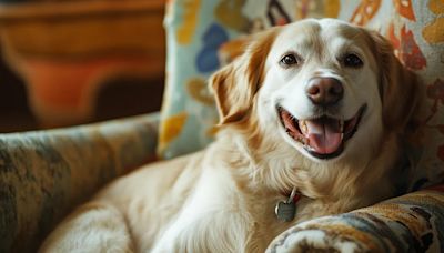 Una marca de lujo italiana lanzó su primer perfume para perros