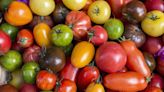 44 Best Tomato Varieties to Grow in Your Garden, From Roma to Brandywine