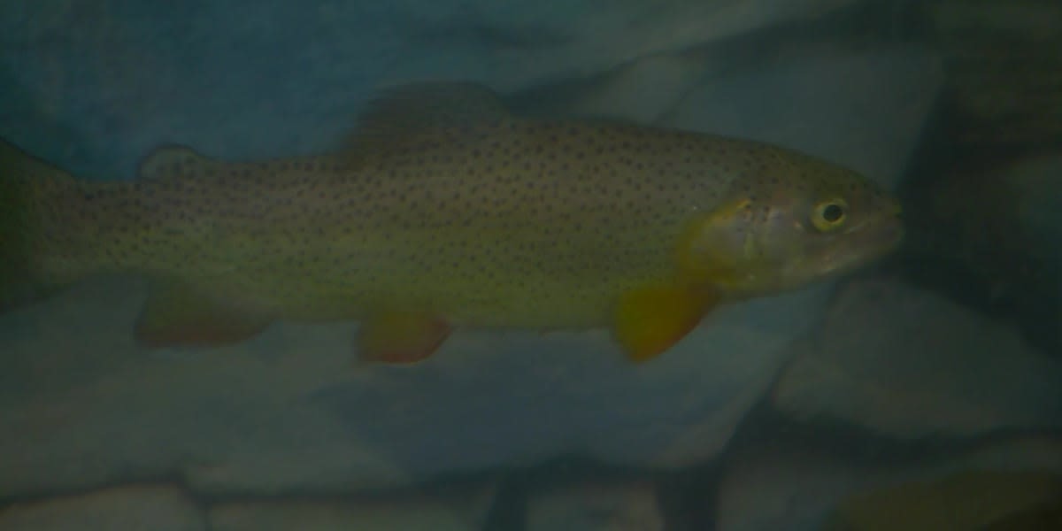 Arizona state fish, Apache Trout, removed from endangered list