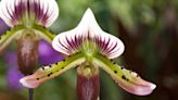 Growing Paphiopedilum Orchid at Home Is Easier Than You Think—Here's How