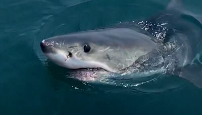 'Is he gonna bite the boat?' Video shows white shark circling Massachusetts boaters