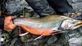 The Beauty and Challenge of Fly Fishing For Arctic Char