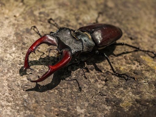 Priced At Rs 75 Lakh Each, These Beetles Are The Worlds Costliest Insects