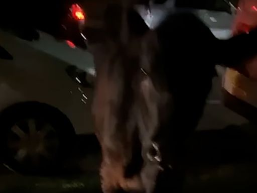 Officer who used police car to ram cow removed from frontline duties