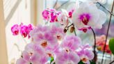 Can You Really Save a Rootless Orchid? These 2 Expert Methods Might Just Help