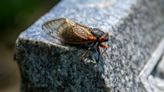 Cicadas are so loud, people in this state are calling the cops