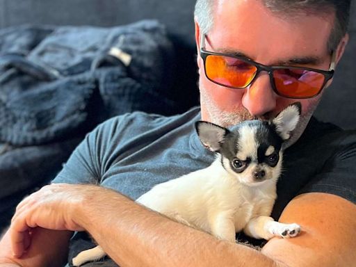 Simon Cowell Says He's 'Just Fallen in Love’ as He Cuddles Adorable Black and White Puppy
