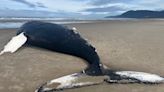 Dead humpback whale washes up in Nehalem Bay State Park, stranding investigation underway