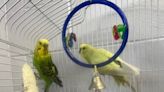 CNY SPCA Pets of the Week: Ricky and Bubbles are birds of a feather