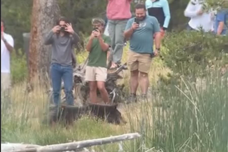 Tourists crowd grizzly to film it — and block its path in Yellowstone. See tense moment. - East Idaho News