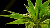 U.S. poised to ease restrictions on marijuana in historic shift, though it’ll remain controlled substance