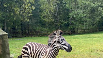 Four Zebras Escape From Trailer on Washington State Highway—One Is Still on the Loose
