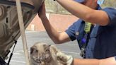 Albuquerque Fire Rescue saves a cat tangled in engine bay