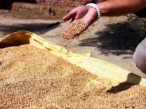 搶糧世界大戰開打！印度禁小麥出口，更糟的在後頭