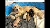 ‘Hero’ golden retriever steps in to help endangered pups at zoo, adorable photos show