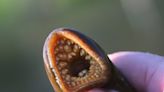 Michigan man plans to ship invasive lamprey to England for king's coronation