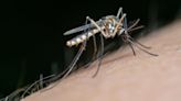 Los mosquitos entran en la política sevillana