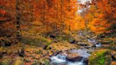 This WA National park is named best for bright fall colors. When leaves will change in WA