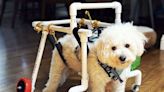 'Lifesaver' Pet Sitter Builds Wheelchair that Helps Dog Client Become More 'Alert and Curious'