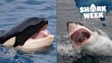 Killer Whale vs Shark