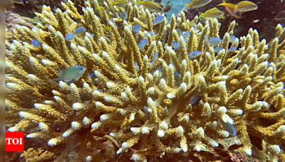 Coral bleachings devastate Bali reefs as sea temperatures rise - Times of India