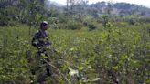 Perú erradica más de 6.000 hectáreas de plantaciones de hoja de coca en lo que va de 2024