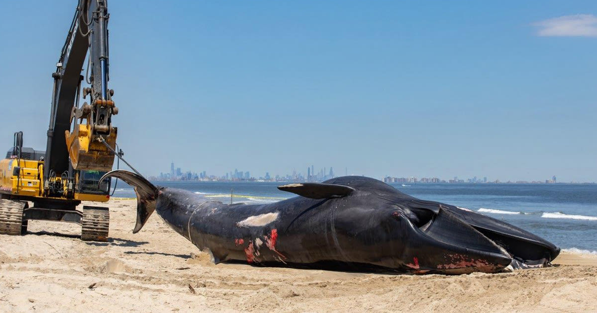 Cruise Ship Alarmed to Discover a 50,000-Pound Dead Whale Stuck to the Front of It, Seemingly After Getting Run Down and Dying