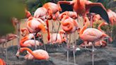 Are flamingos pink when they hatch? SeaWorld welcomes eight chicks