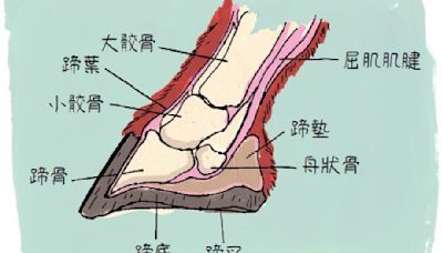 《動物生態解剖書》：「有蹄類」哺乳動物的奧秘，斑馬、駱駝、犀牛、大象各有幾趾？ - The News Lens 關鍵評論網