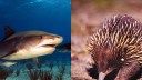 Unlucky shark vomits up hedgehog-like animal, shocks scientists