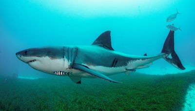 ¿Por qué están llegando tantos tiburones a nuestras costas?