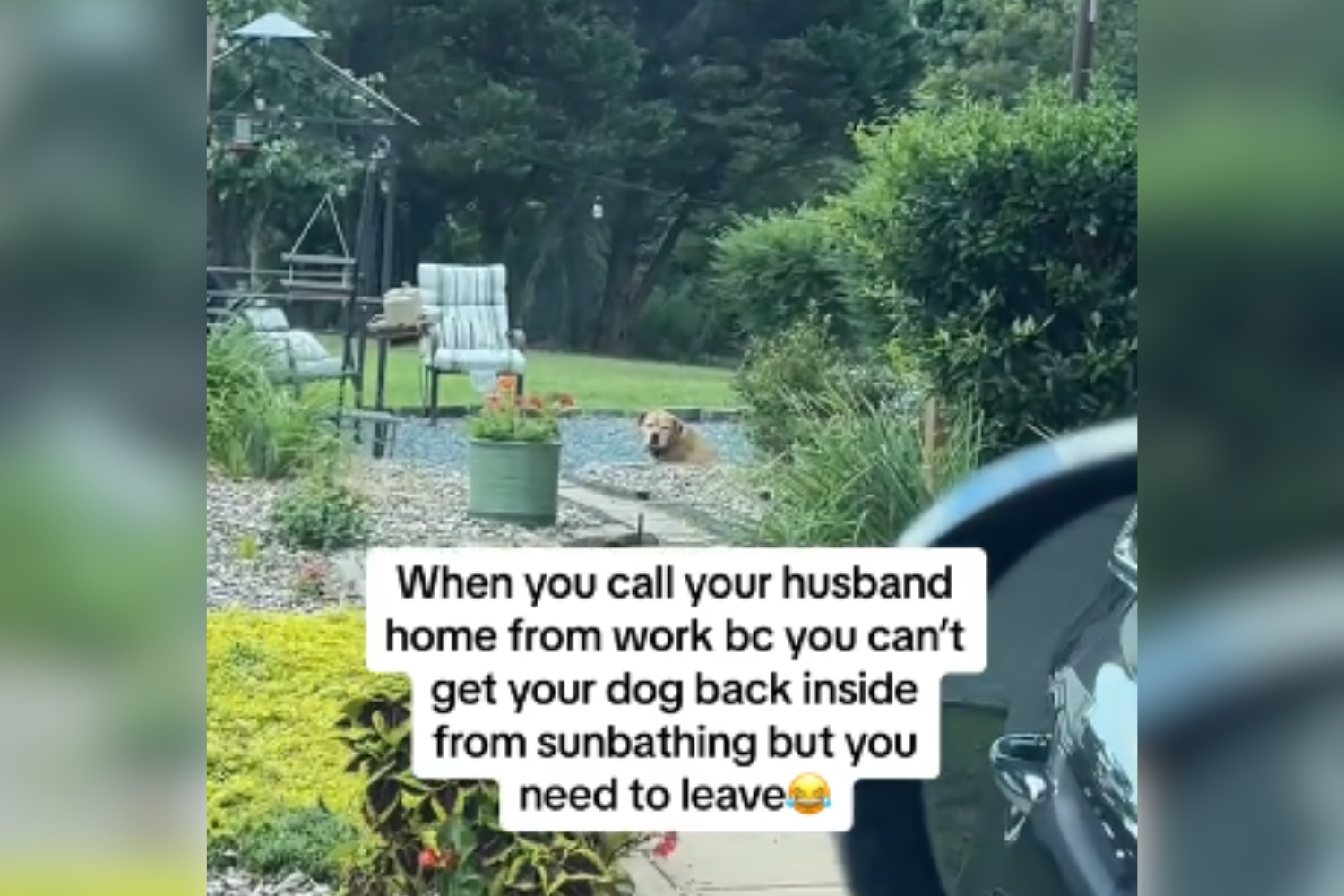 Woman in standoff with "sunbathing dog"—So she calls husband home from work