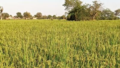 Despite early onset of monsoon, sowing sluggish in Gujarat