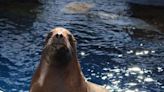 Mystic Aquarium announces death of Astro, its famed sea lion