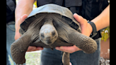 Two rare Galapagos tortoises stolen in Florida have been recovered. One died, cops say
