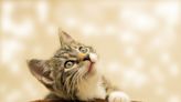 Japan's beloved cats get healthcare help from AI - BusinessWorld Online