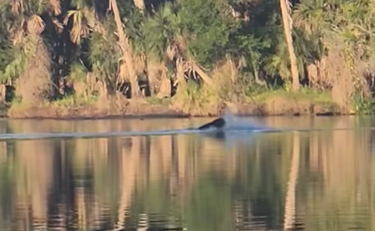 Kayaker captures video of bear fighting off two alligators in Florida river