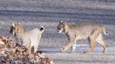 Bobcats' return to Ohio's forests an environmental success story