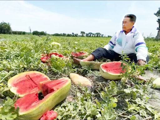 春雨影響 福興西瓜逾5成爛果