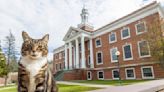 Cat Graduating From Vermont State University Should Inspire Students Everywhere