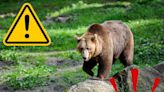 Bear Sighting Reported in Ewing, NJ!
