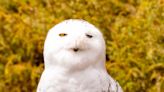 Rare bird: Door County bird sanctuary's new snowy owl gets a name, ready for first appearance